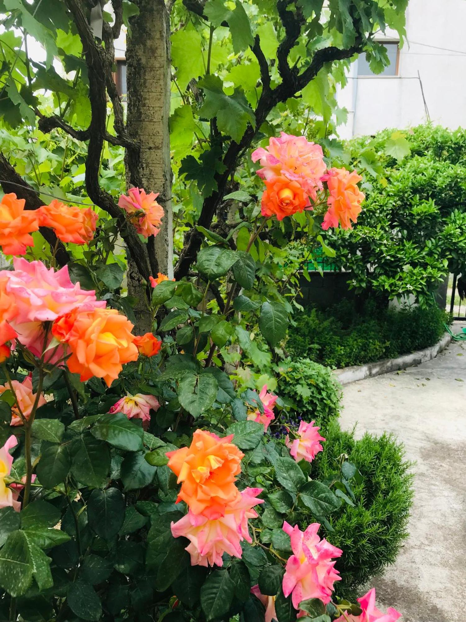 Villa Ajla Durrës Buitenkant foto