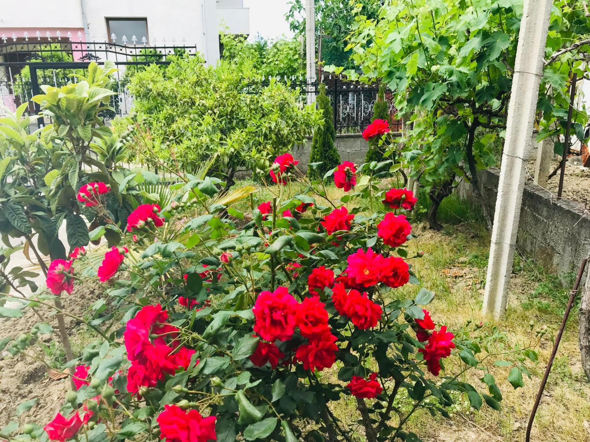 Villa Ajla Durrës Buitenkant foto